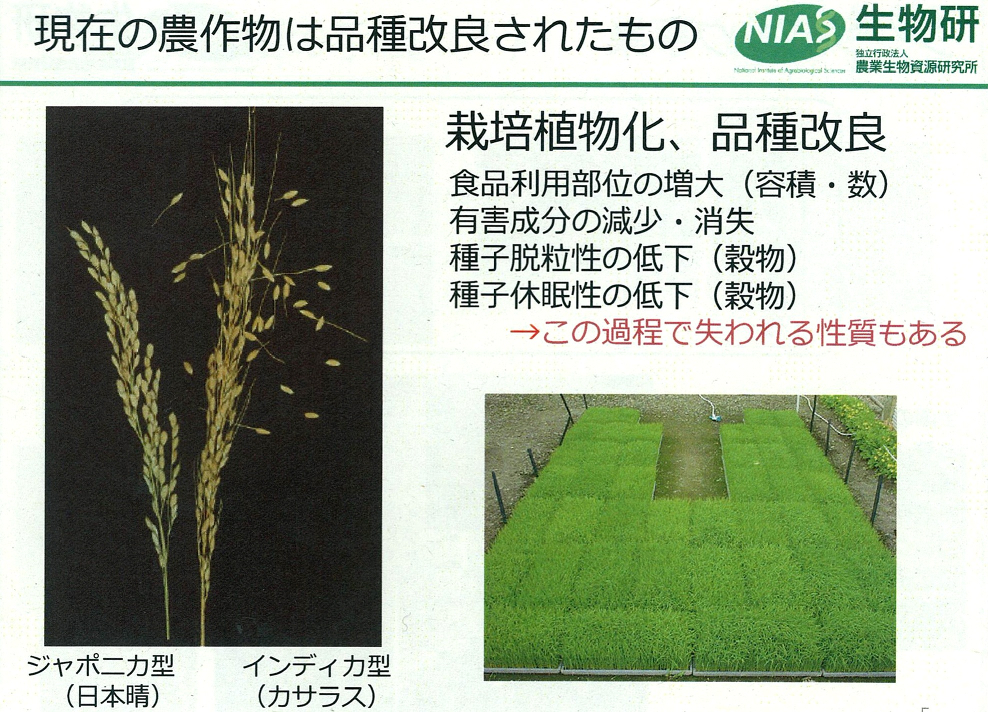 稲の品質改良
