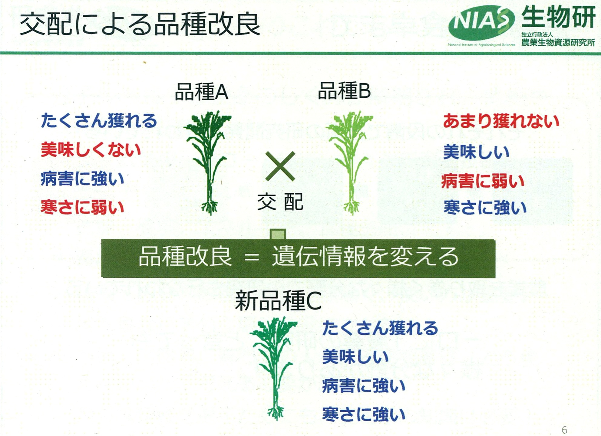稲　交配による品質改良